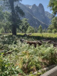 YosemiteAug2024-73 image from Yosemite Valley, summer 2024