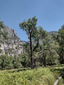 YosemiteAug2024-97 image from Yosemite Valley, summer 2024