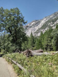 YosemiteAug2024-98 image from Yosemite Valley, summer 2024