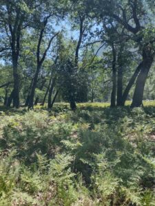 YosemiteAug2024-99 image from Yosemite Valley, summer 2024