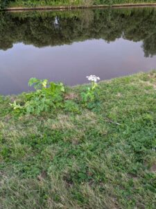 image from photodump of Netherlands July 2025