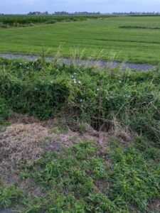 image from photodump of Netherlands July 2025