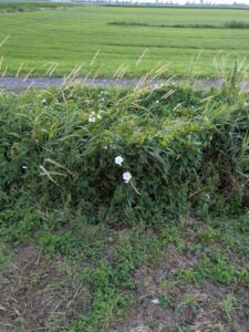 image from photodump of Netherlands July 2025