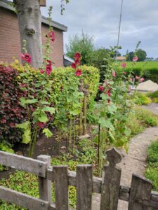 image from photodump of Netherlands July 2025