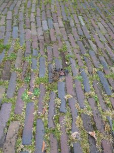 image from photodump of Netherlands July 2025