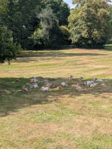 image from the Rams Woerthe Museumhuis in Steenwijk, Netherlands Aug 2025