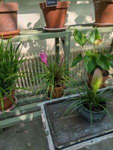 image from the Rams Woerthe Museumhuis in Steenwijk, Netherlands Aug 2025