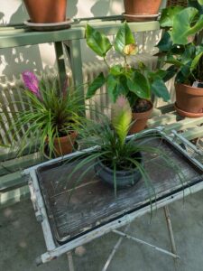 image from the Rams Woerthe Museumhuis in Steenwijk, Netherlands Aug 2025