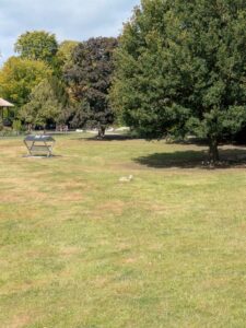 image from the Rams Woerthe Museumhuis in Steenwijk, Netherlands Aug 2025