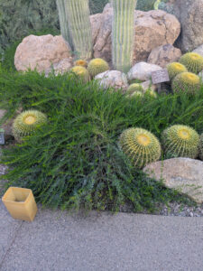 images from Desert Botanical Garden -Nov 2025