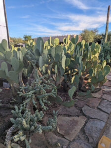 images from Desert Botanical Garden -Nov 2025