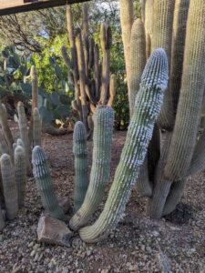 images from Desert Botanical Garden -Nov 2025