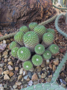 images from Desert Botanical Garden -Nov 2025