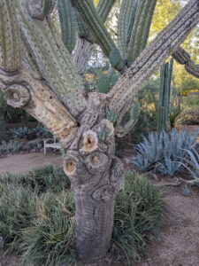images from Desert Botanical Garden -Nov 2025
