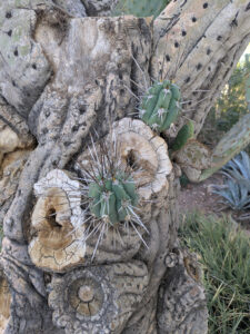 images from Desert Botanical Garden -Nov 2025