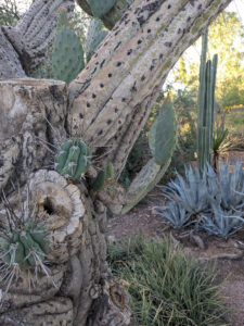 images from Desert Botanical Garden -Nov 2025