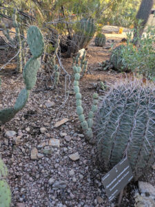 images from Desert Botanical Garden -Nov 2025