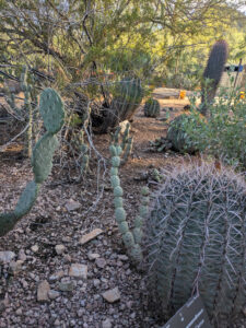 images from Desert Botanical Garden -Nov 2025