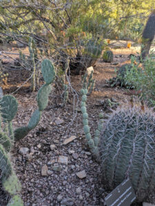 images from Desert Botanical Garden -Nov 2025