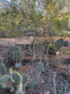 images from Desert Botanical Garden -Nov 2025