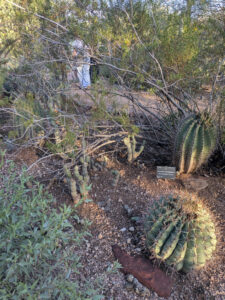 images from Desert Botanical Garden -Nov 2025