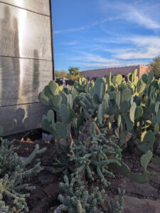 images from Desert Botanical Garden -Nov 2025