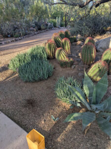 images from Desert Botanical Garden -Nov 2025