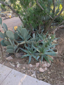 images from Desert Botanical Garden -Nov 2025