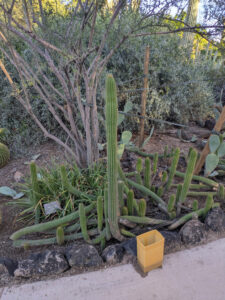 images from Desert Botanical Garden -Nov 2025