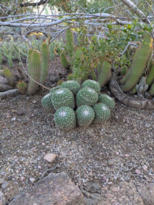 images from Desert Botanical Garden -Nov 2025