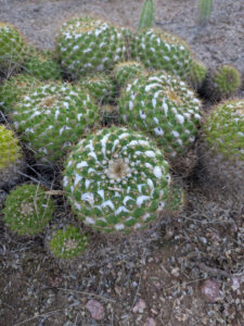 images from Desert Botanical Garden -Nov 2025
