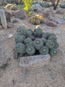 images from Desert Botanical Garden -Nov 2025