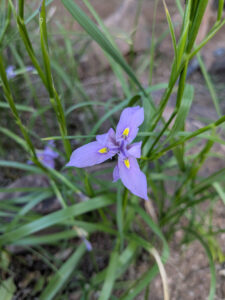 images from Desert Botanical Garden -Nov 2025
