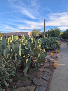 images from Desert Botanical Garden -Nov 2025