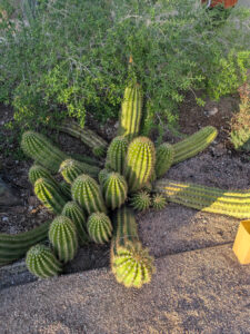 images from Desert Botanical Garden -Nov 2025