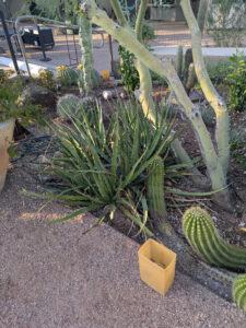 images from Desert Botanical Garden -Nov 2025