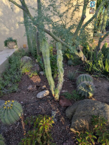 images from Desert Botanical Garden -Nov 2025