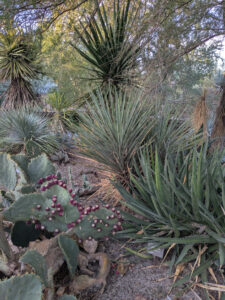 images from Desert Botanical Garden -Nov 2025