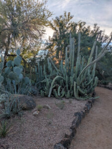 images from Desert Botanical Garden -Nov 2025