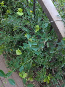 images from Desert Botanical Garden -Nov 2025