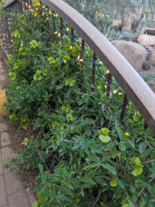 images from Desert Botanical Garden -Nov 2025