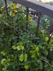 images from Desert Botanical Garden -Nov 2025