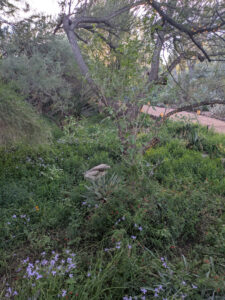 images from Desert Botanical Garden -Nov 2025