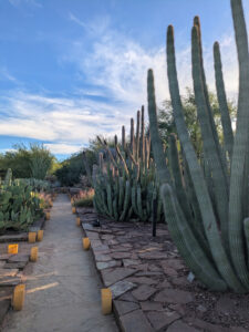 images from Desert Botanical Garden -Nov 2025
