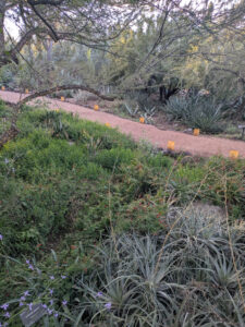 images from Desert Botanical Garden -Nov 2025