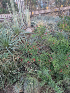 images from Desert Botanical Garden -Nov 2025