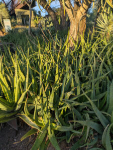 images from Desert Botanical Garden -Nov 2025