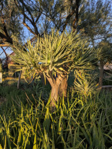 images from Desert Botanical Garden -Nov 2025