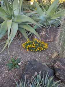 images from Desert Botanical Garden -Nov 2025