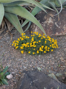 images from Desert Botanical Garden -Nov 2025